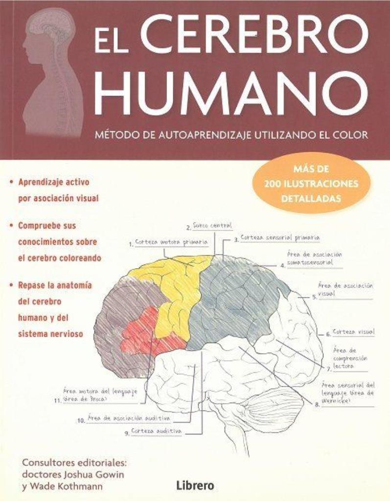 CEREBRO HUMANO EL